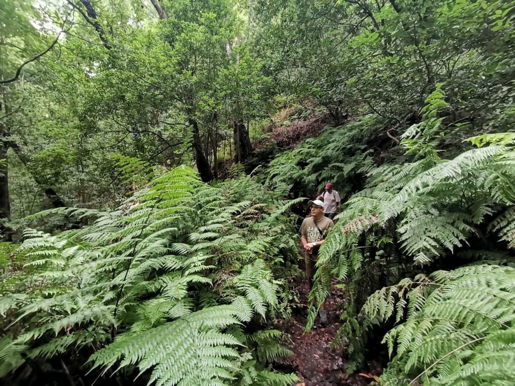Cuvo de La Galga - que ver en La Palma