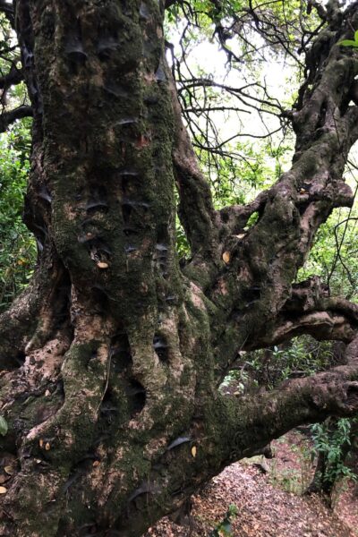 Ruta de las Fuentes Breña Alta La Palma Senderismo