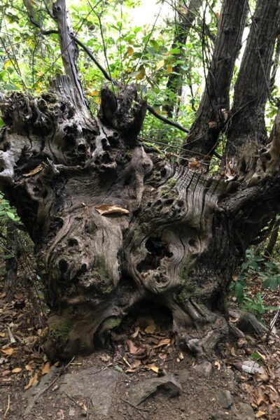 Ruta de las Fuentes Breña Alta La Palma Senderismo