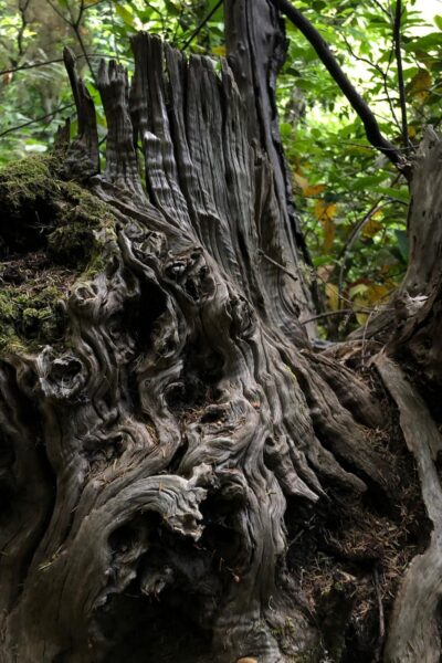 Ruta de las Fuentes Breña Alta La Palma Senderismo