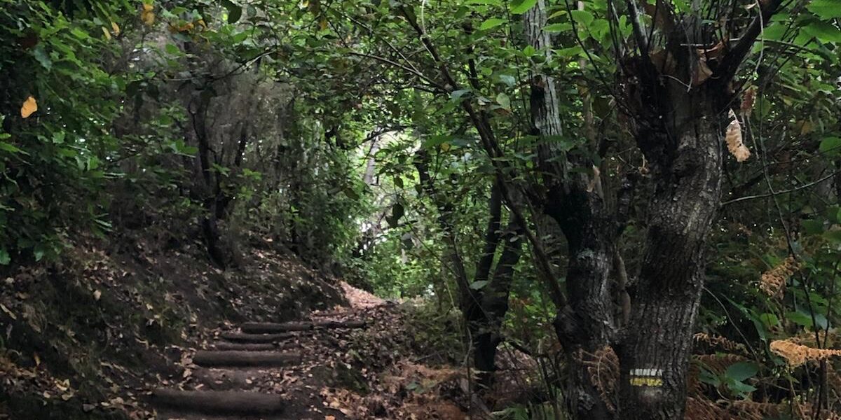Ruta de las Fuentes Breña Alta La Palma Senderismo