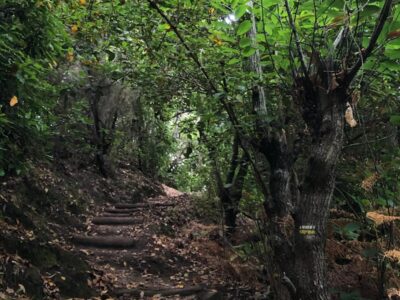 Ruta de las Fuentes Breña Alta La Palma Senderismo