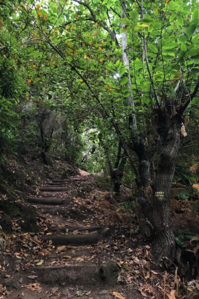 Ruta de las Fuentes Breña Alta La Palma Senderismo