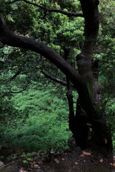 Ruta de las Fuentes Breña Alta La Palma Senderismo